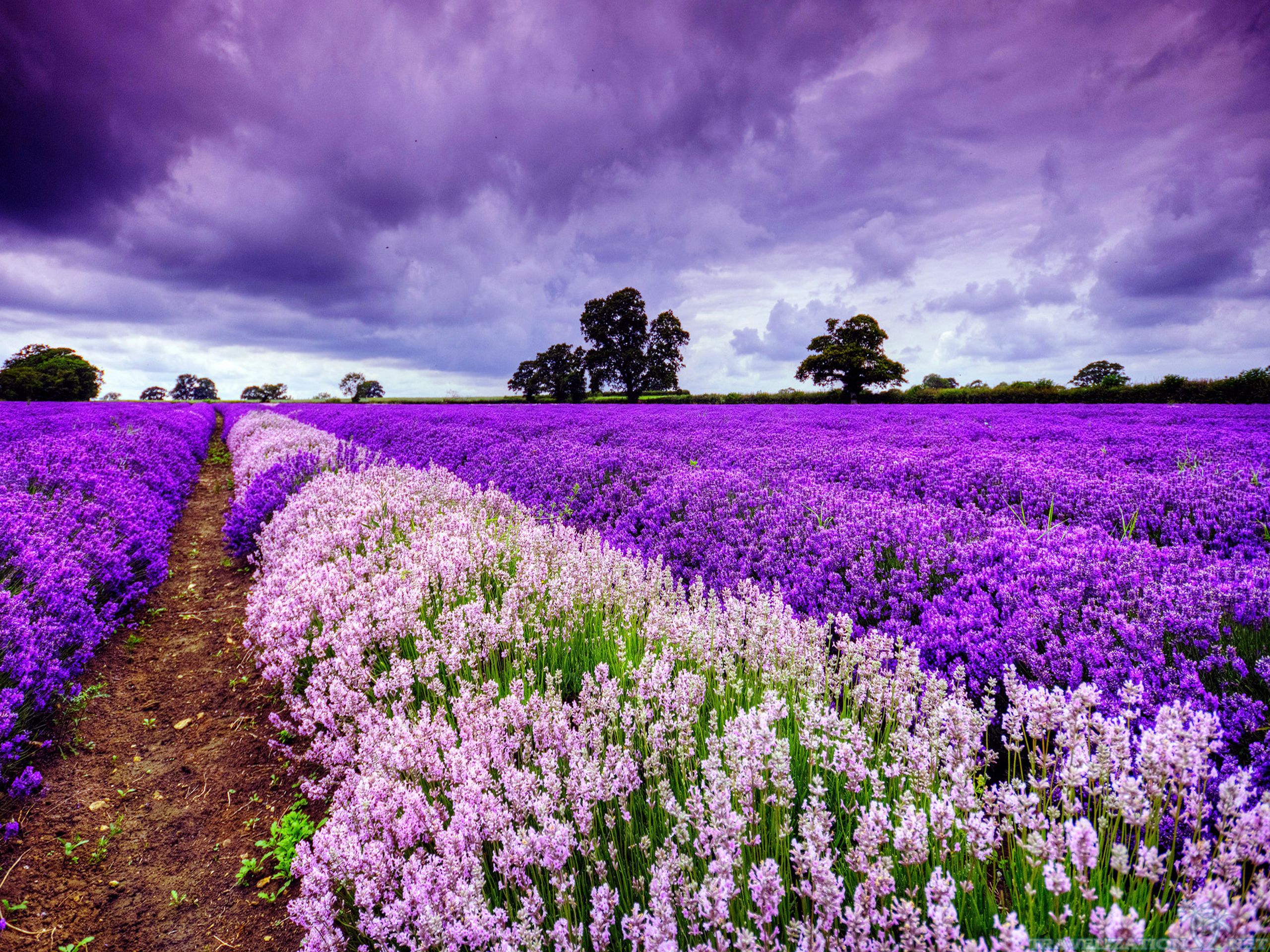 Lavender fields lite